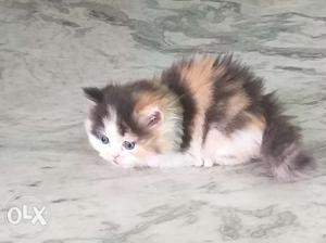 Calico 2 mnth kitten