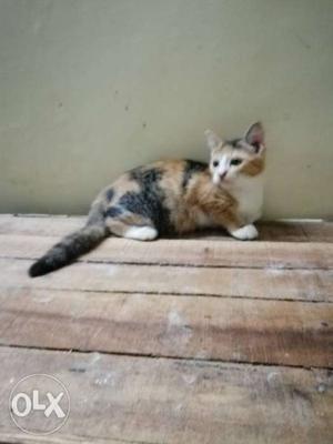 Calico female 2.5 months old