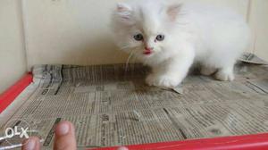 Cat n kittens for sale pure Persian very active n