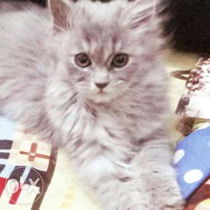 Cute gray female cat 3 month urgent sell