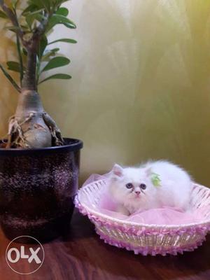 Cute white persian kittens available