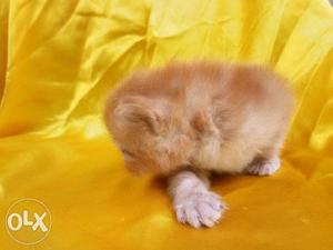 Cutest Persian kitten for sale cash on delivery