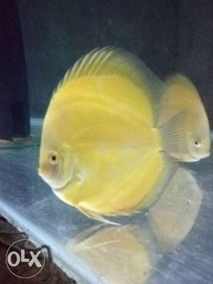 Discus fish for sale size 4.5 inch pp