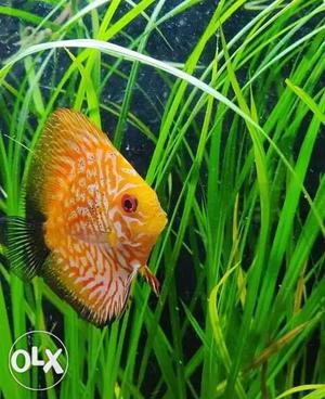 Discus fish for sell. last 2 pieces left. And betta last