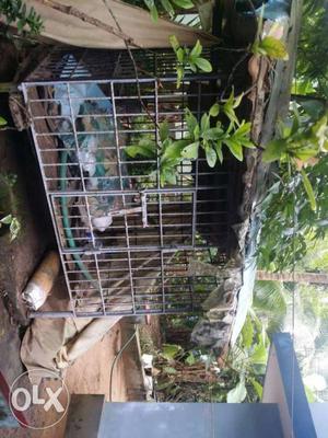 Dog cage price little negotiable