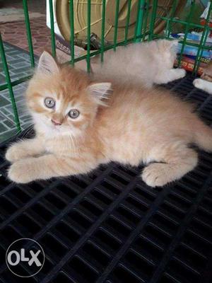 Doll face all color blue eyes white Persian