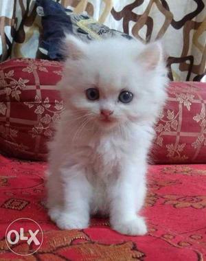 Doll face white Persian kitten for sale cash on