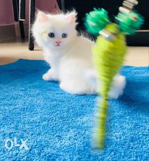 Double coated pure doll face white persian kitten