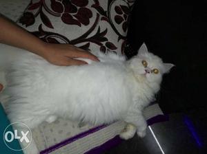 Double fur very healthy and play full percian.. 6