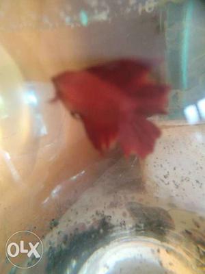 Double tail female Bettas available