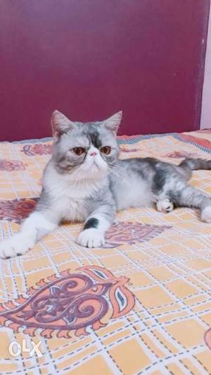 Exotic Short Hair Male N Female 16 Month Female