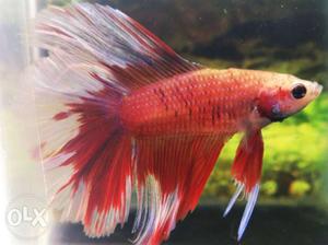 Exotic red devil koi betta up for sale