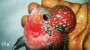 FLOWERHORN fish 1 pair for sale size = 5 to 6