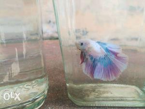 Fancy bettafish