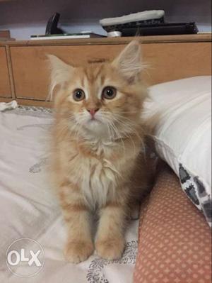 Female persian kitten 5 months old,fully