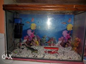 Fish aquarium 2 months old which is in good