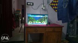 Fish tank fish&all acseseris