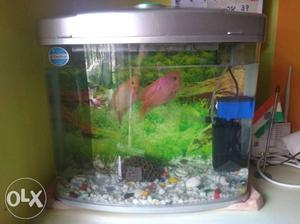 Fish tank with 2 Fish (As Shown in Picture) W19inch *