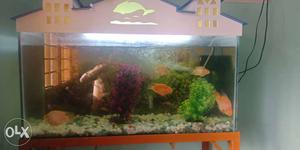Fish tank with stand sale and very powerful motor