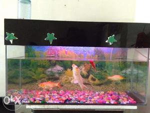 Fishtank with 04 fish