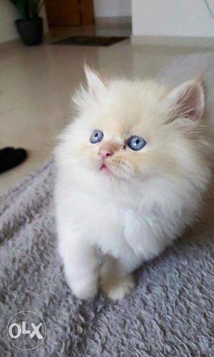 Fit and healthy blue eyes white person kitten for