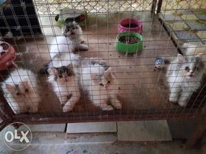 Five White Persian Kittens best price