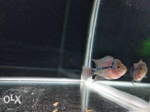 Flowerhorn fish baby..3mnths old..gud horn and