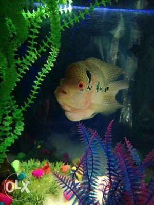 Flowerhorn fish pair