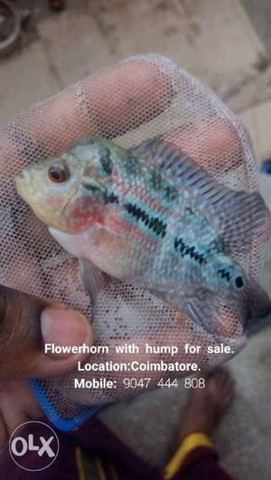 Flowerhorn with hump for sale. starts from 500 rs