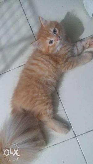 For sell 2 month old kitten