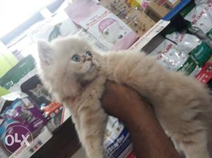 Full punch male kitten for sale.. Persian cat