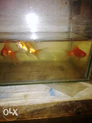Gold Fish In Palakkad