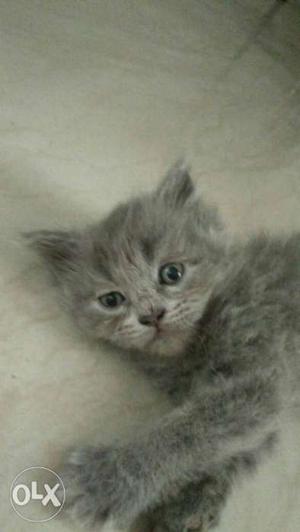 Gray Persian kitten gray eyes