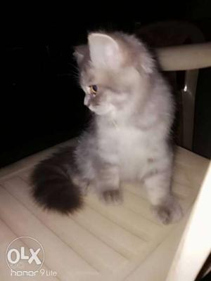 Gray pearsion cat for sale