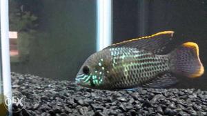 Green terror fish 4inc 400 per pair price is fixed