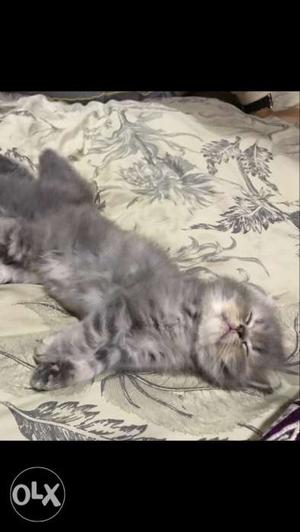 Grey Persian kitten each  months old, potty trained