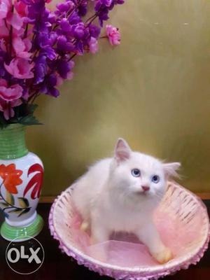 Grey eye persian kittens available