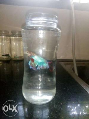 Half Moon Colourful Betta For Sale