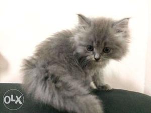 Healthy blue eyes Persian kitten for sale cash on