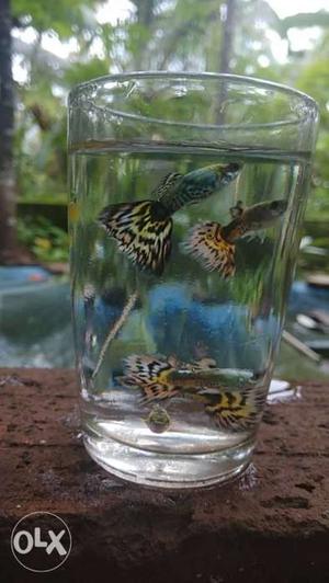 High quality buterfly guppy per pic 30 rs