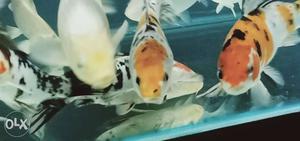 High quality koi fishes for sale