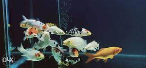High quality koi fishes for sale