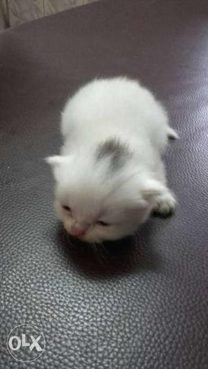 I selling my cute kittan interst one call me