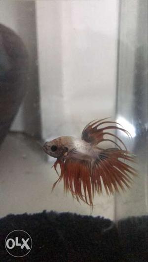 Imported Comb tail Bettas for sale for affordable