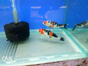 Imported Koi fish for sale