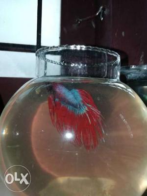 Imported high breed crown tail betta fish
