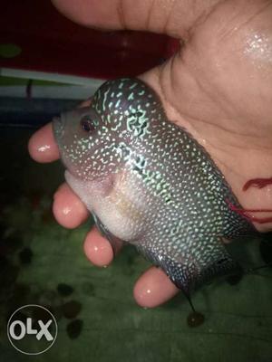 Kamfa Monster kok FL Horn Male Fish Imported Fish