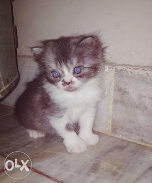 Long hair parsiyan cat blue eyes female