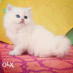 More beautiful Persian kitten for sale cash on