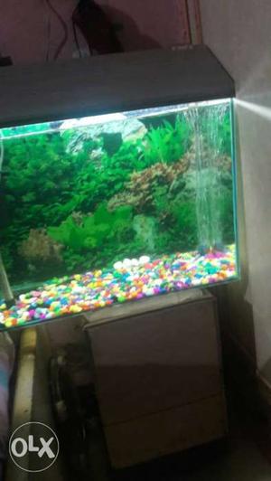 New fish tank with filter heater stones oxygen